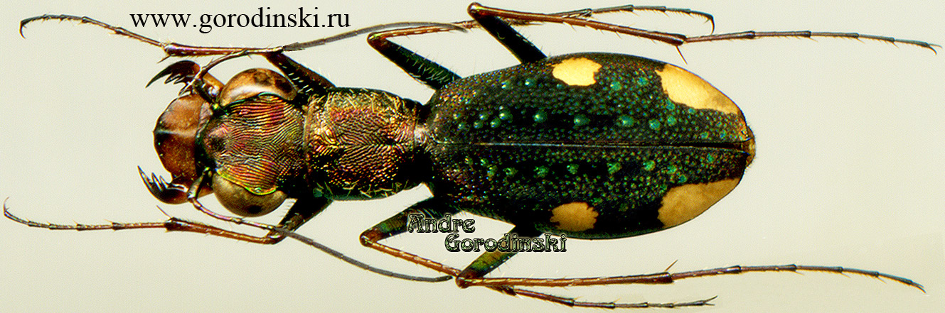 http://www.gorodinski.ru/cicindela/jansenia westermanni.jpg